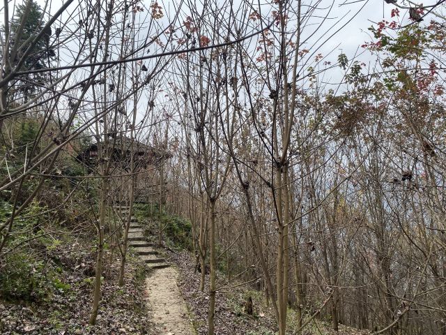 川西红枫岭旅行图片 8