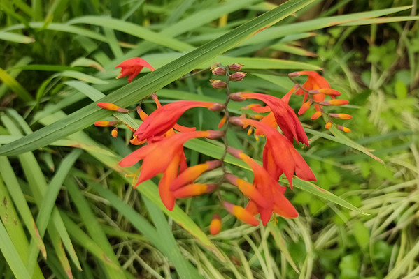 火星花,仲夏季的如火热情