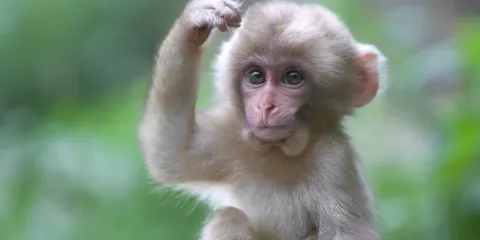 羊山野生動物園