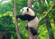 雅安碧峰峡熊猫基地-雅安