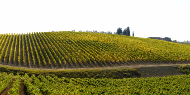 雲南省國營彌勒東風農場