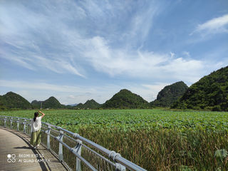 云南文山 普者黑 荷花 自由行(三两景)