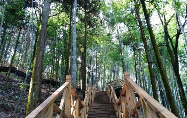 湖南中坡国家森林公园旅行图片 2