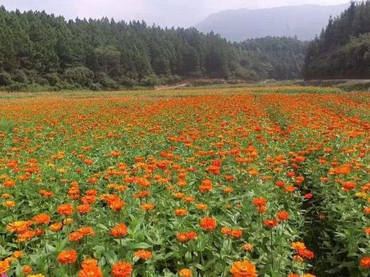 泷泊国际慢城花千谷
