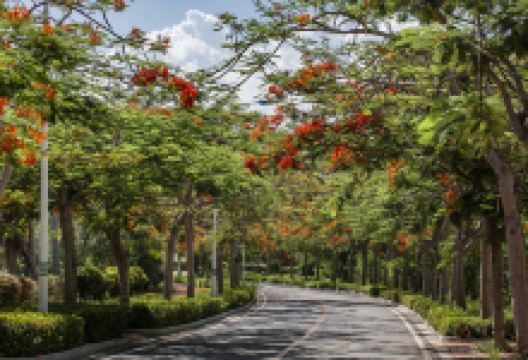 凤凰花海景点图片