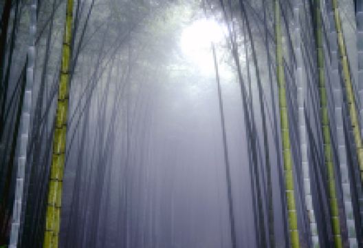 宣汉县峨城竹海公园景点图片