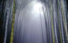 宣汉县峨城竹海公园-宣汉