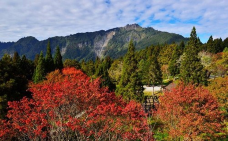 阿里山国家森林游乐区-嘉义县