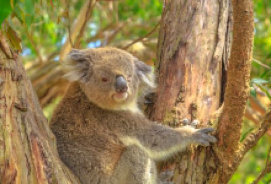 考拉保育中心景点图片