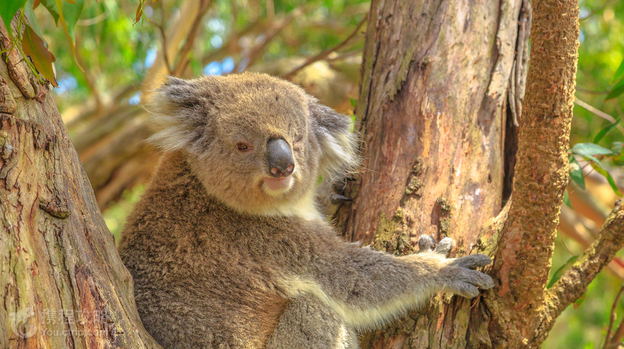 Koala Conservation Reserve