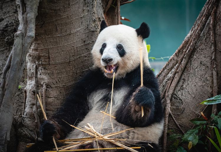 广州动物园景点图片 3
