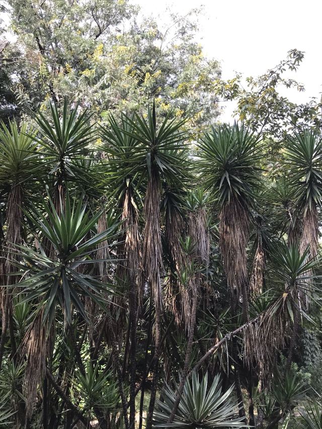 西双版纳南药园旅行图片 7