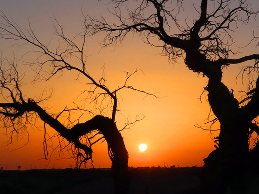 额济纳看胡杨林行程