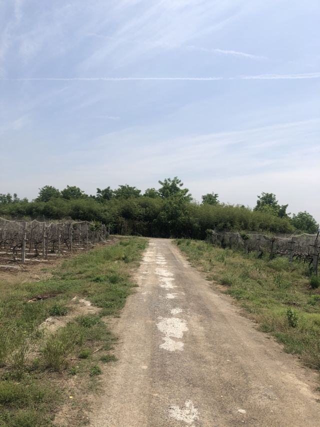 姜子牙墓旅行图片 5