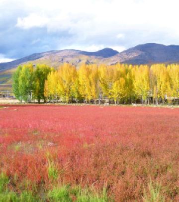 雅江游记图文-金秋时节租车自驾走川西(4):  新都桥赴稻城香格里拉镇