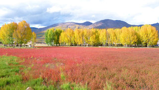 金秋时节租车自驾走川西(4): 新都桥赴稻城香格里拉镇