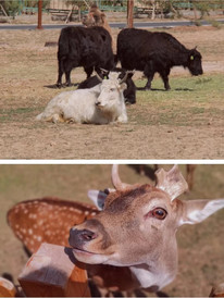 皋兰游记图片] 兰州野生动物园门票  真的贵吗？？？