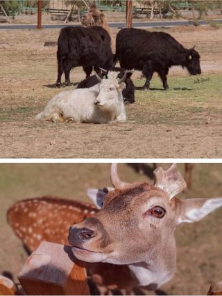 兰州野生动物园门票 真的贵吗???