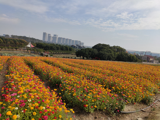 百日菊,花开如海绣七彩