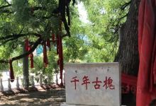 千年古槐景点图片