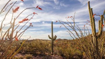 Saguaro National Park