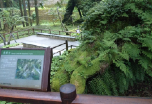 象鼻木景点图片