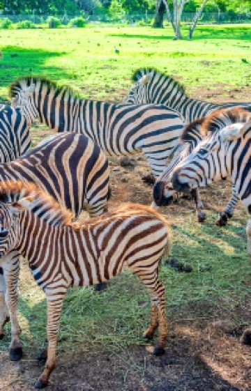 毛里求斯9日8晚拼小团图片