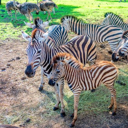 毛里求斯8日7晚私家团