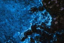 荧光海湾景点图片