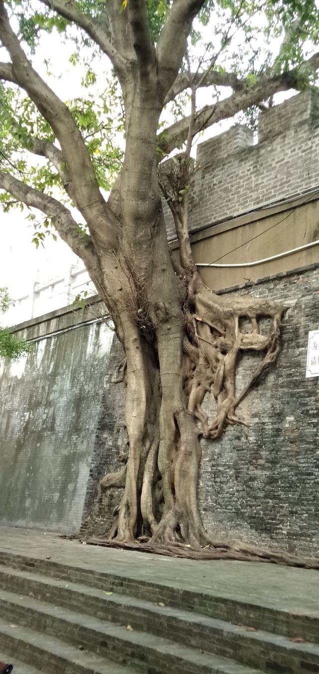 南宁古城墙旅行图片 4