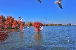 美丽相约梦蝶庄，让大理一如期待模样