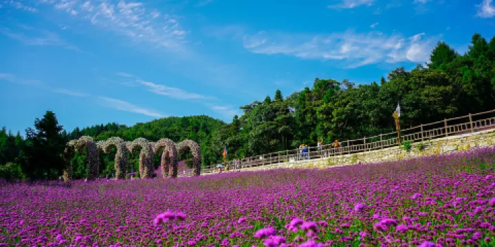 野三關森林花海