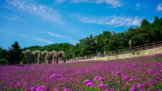 野三關森林花海