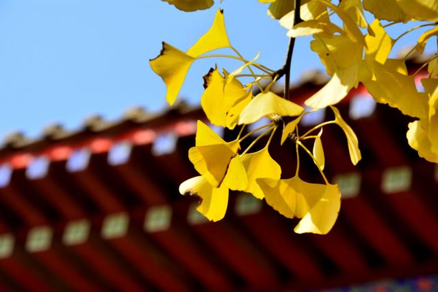 龙兴寺旅行图片 10