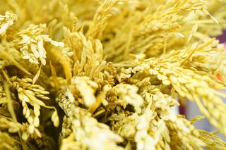 “台山有米香飘万里”2021首届中国·台山大米文化节成功举办