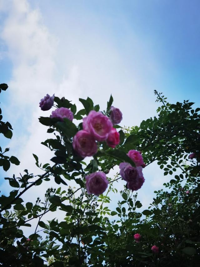 地坛公园旅行图片 5