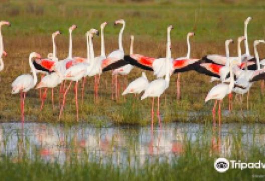 Doñana Reservations and Tours景点图片