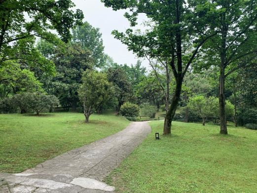 杭州植物园-木兰山茶园