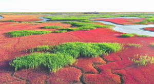 红海滩景区周边游记图文-红海滩:潮涨潮落，天地间最抒情的红