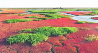 红海滩:潮涨潮落，天地间最抒情的红
