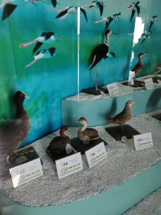上海崇明东滩鸟类国家级自然保护区-上海-M23****9416