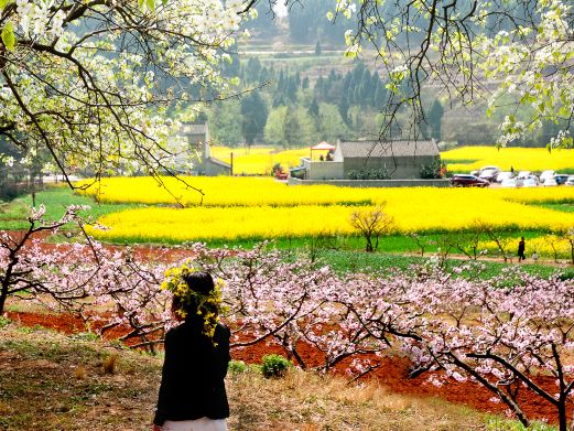 松林桃花山