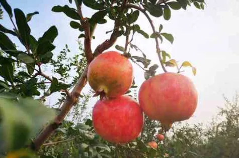 新格林農業生態園