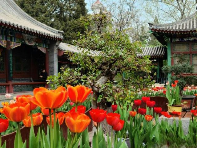 宣武艺园旅行图片 4