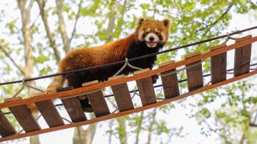 Shanghai Wild Animal Park - Red Panda