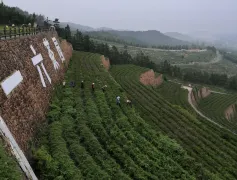 1-Day Shucheng Tour: Romantic chocolate rose town, scenic tea gardens