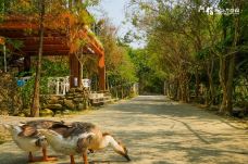 阿信巧克力农场-屏东