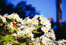 Monarch Butterfly Sanctuary景点图片