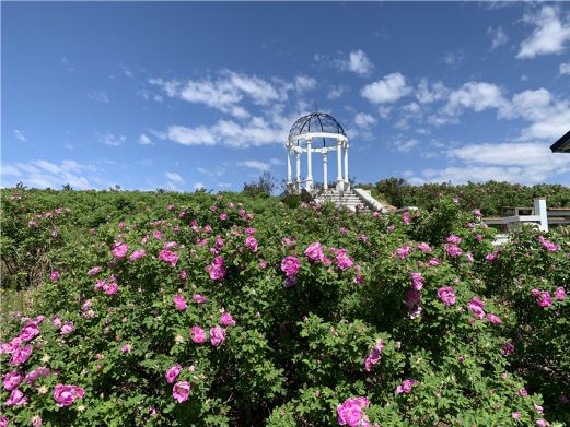 玫瑰山