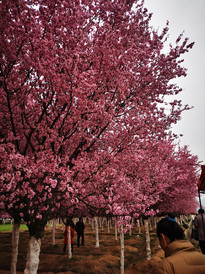 勉县游记图片] 金色花海，相约汉中----一日游